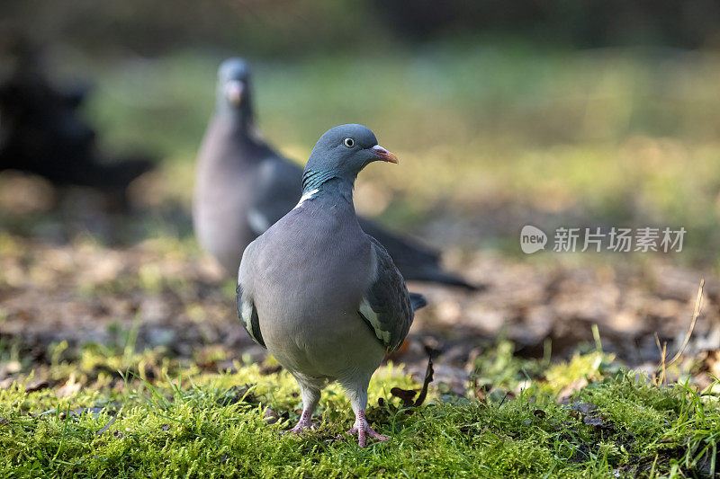 木鸽(Columba palumbus)